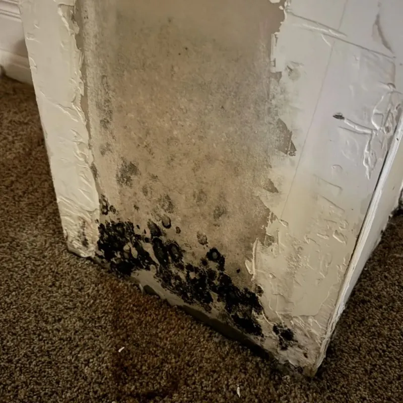 Professional Mold Removal in Kent, OH